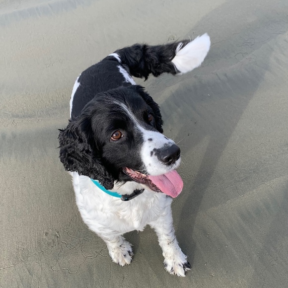 Meet your Posher, Penny - Picture 1 of 1